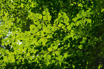 Fototapeta na wymiar Green leaves in sunlight