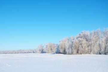 Fototapeta na wymiar Winter forest tundra landscape with clean blue sky