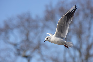 Tufted Duck, Aythya fuligula