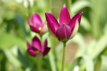 Obraz na płótnie Canvas Purple tulips in the garden