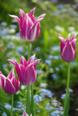 Fototapeta premium Purple tulips in the garden