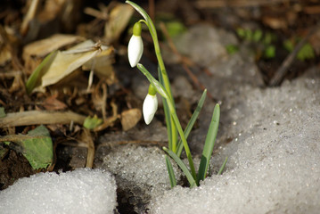 Spring snowdrop flowers with snow