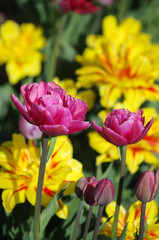 Purple and yellow tulips in the garden