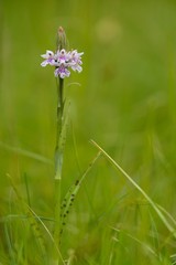 Common spotted orchid (Dactylorhiza fuchsii). An orchid coming into flower in a British meadow, in the family Orchidaceae, showing spots on leaves
