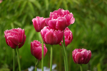 Purple tulips in the garden