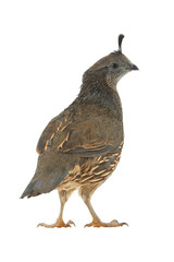 female California Quail