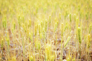 Wheat Field Texture