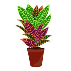 Houseplant: codiaeum variegatum