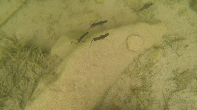 Rare Species of Newts Floating Near Rocky Bottom of Their Pond
