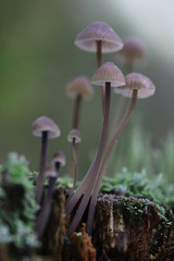 group of toadstools on the old stump