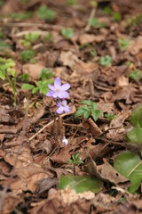spring flower