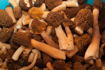 Morel mushroom. Big harvest.