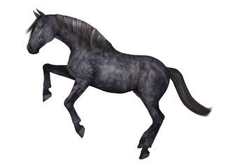 Black Horse on White