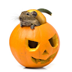 Halloween pumpkin mouse - 103243297