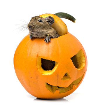 Halloween pumpkin mouse