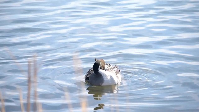 羽繕いするオナガガモのオス