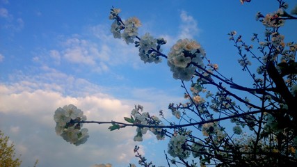 Цветение вишни