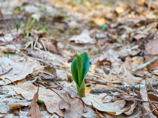  First Lily of the valley sprout in spring forest.