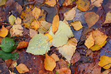 autumn leaves in a puddle