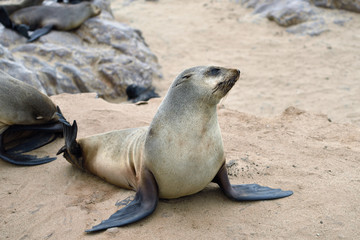 Cape fur seal, Namibia