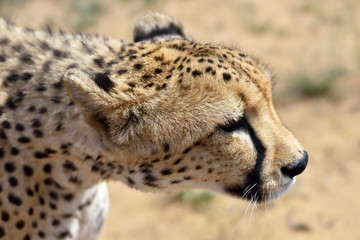 Africa. Namibia. Cheetah