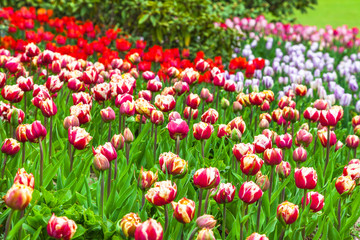 Fototapeta premium blooming vivid tulips in Holland park