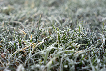 frozen grass / frozen grass on a meadow in winter
