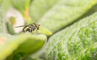 Macro photo of a Dolichopodidae fly, insect
