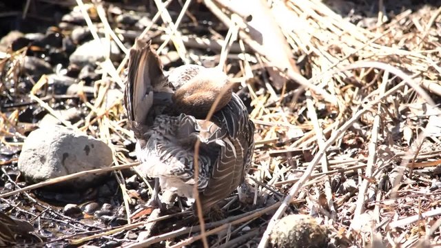 オナガガモ♀の羽繕い