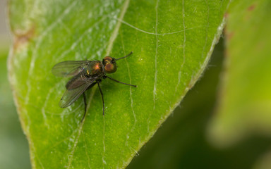 Macro photo of a Dolichopodidae fly, insect
