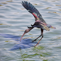 Glossy Ibis