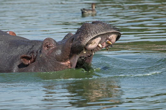 Hippopotamus displaying his teeth in the water with his mouth open wid