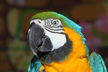 Ara Ararauna