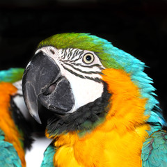 Blue and Gold Macaw (Ara Ararauna)