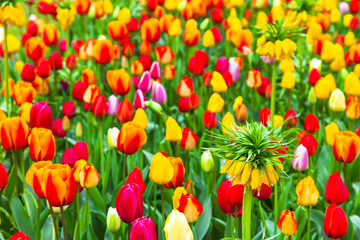beautiful garden with blooming vivid tulips