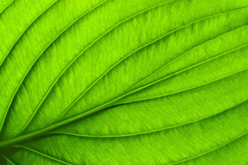 green leaf texture