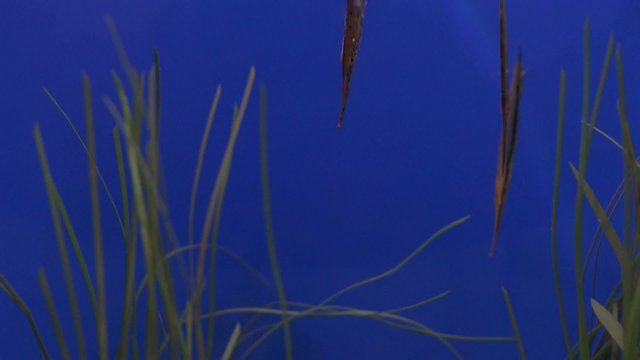 Shrimpfish, also called razorfish