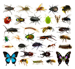  Set of insects - obrazy, fototapety, plakaty