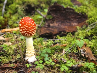 ベニテングダケ／南アルプス