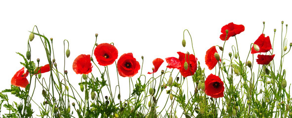 red poppies on white