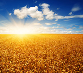 Naklejka premium Field of wheat