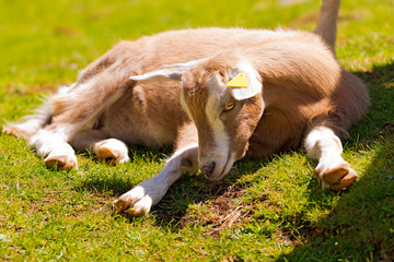 Naklejka na ściany i meble Mountain Baby Goat on Green Grass / One mountain baby goat resting on a green pasture in summer