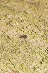 Macro photo of a Dolichopodidae fly, insect
