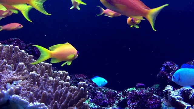 Coral Reef Full of life