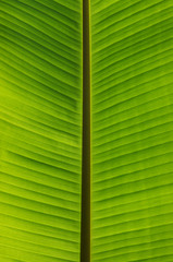  green leaf texture