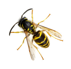 wasp