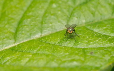 Macro photo of a Dolichopodidae fly, insect
