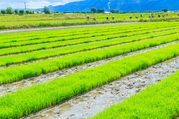 Paddy in the village, Inlay in Shan state of Myanmar