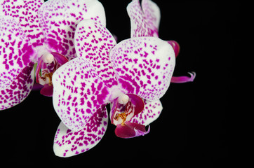 Panele Szklane Podświetlane  kwiat orchidei na czarnym tle