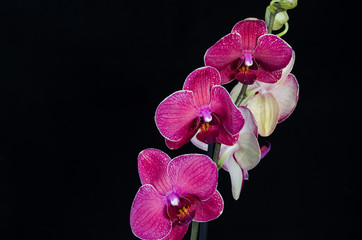 orchid flower on black background